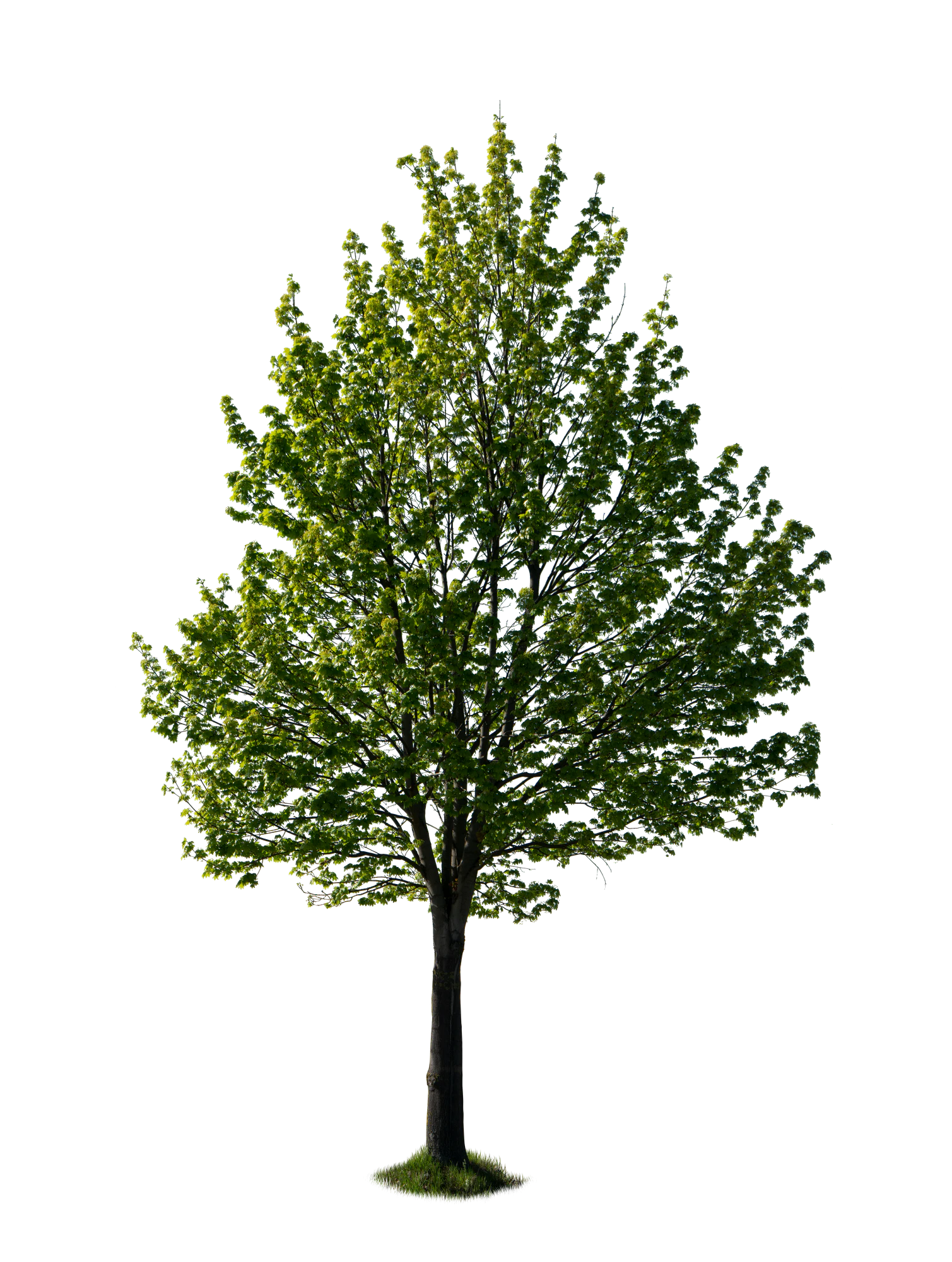 spring tree 030 — Скачать