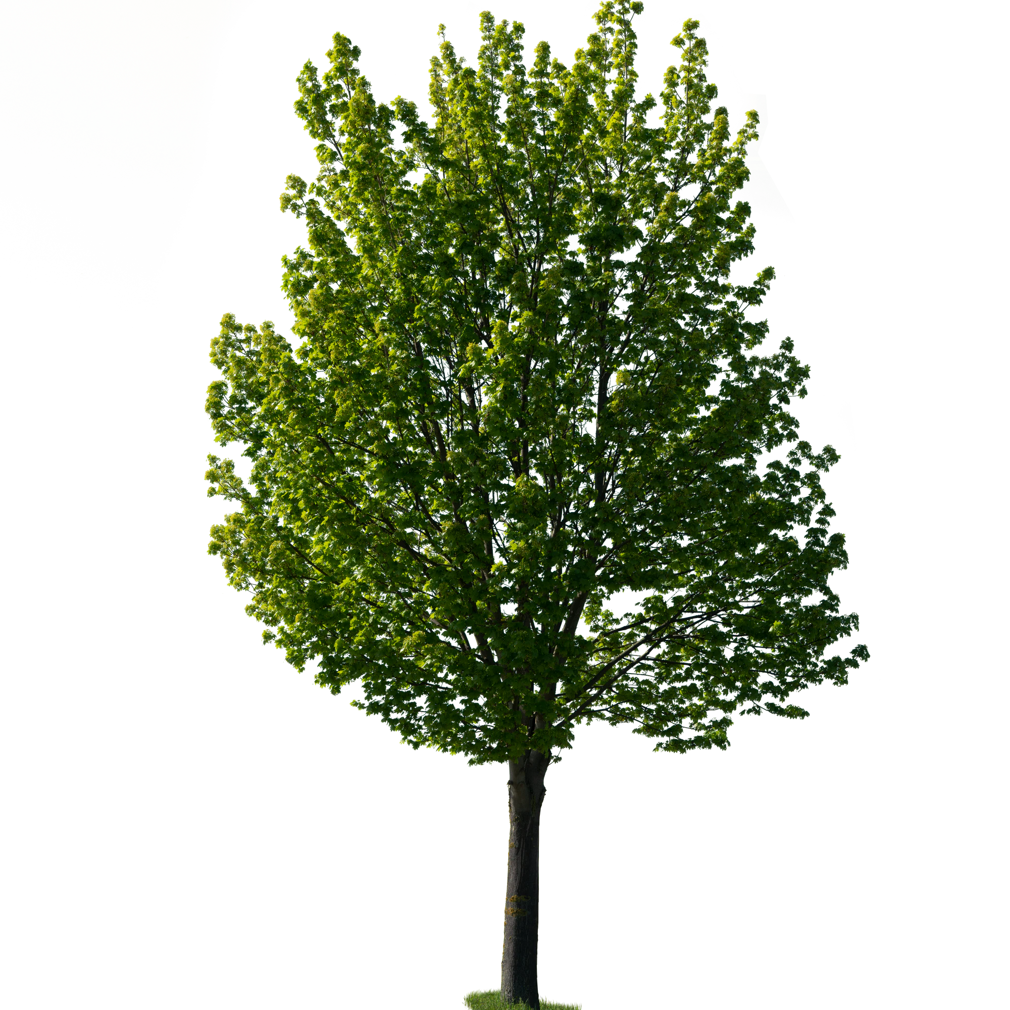 spring tree 031 — Descargar