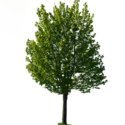 spring tree 031 — Descargar