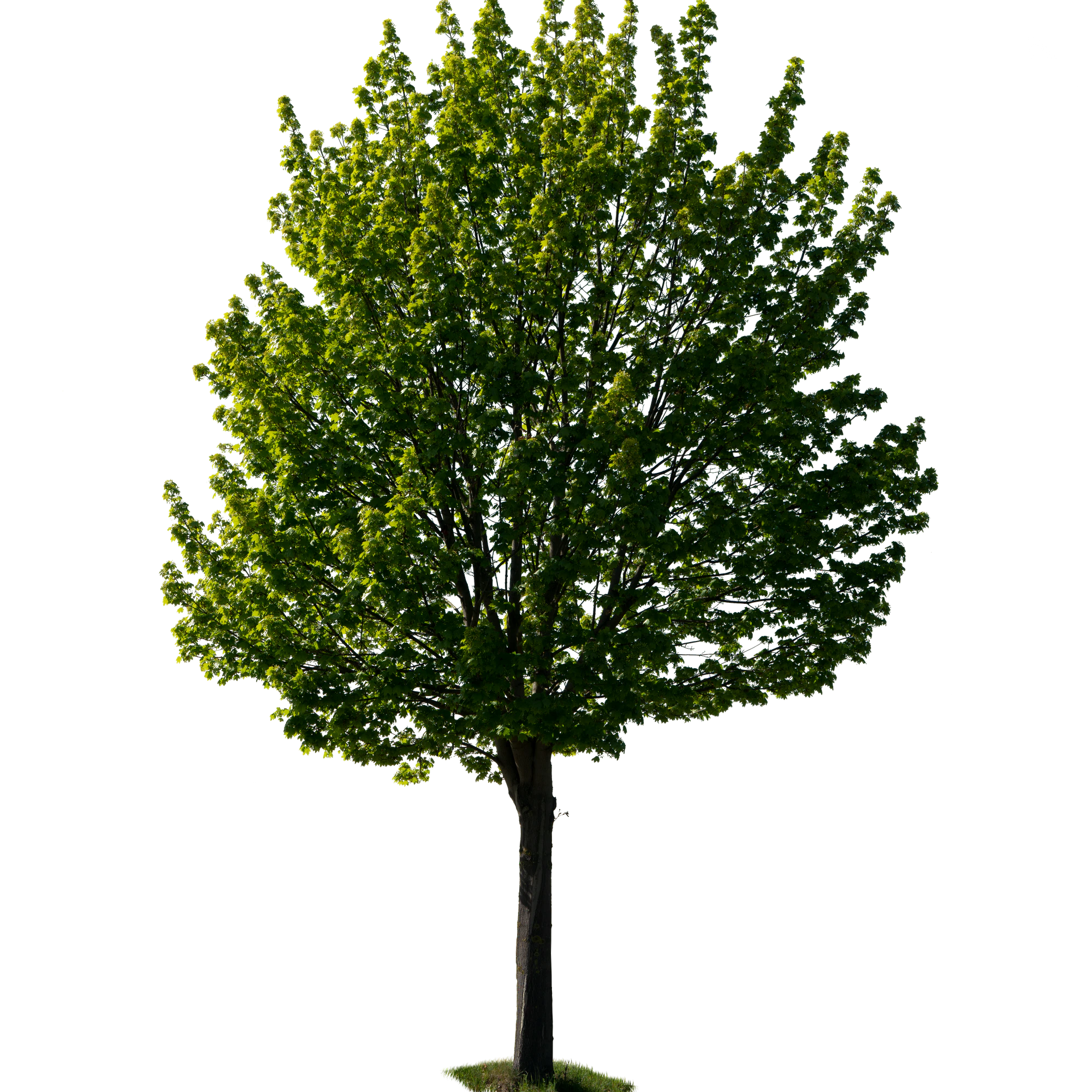 spring tree 032 — Скачать