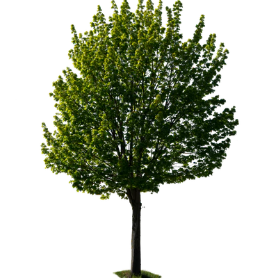 spring tree 032 — Скачать