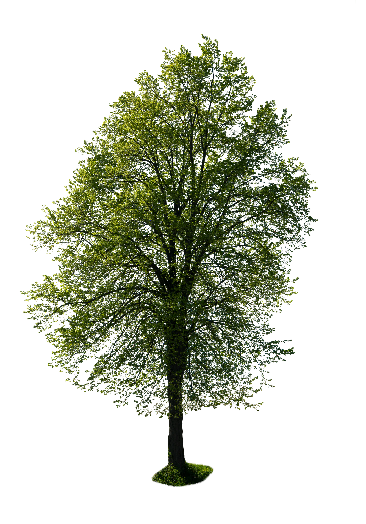 spring tree 033 — Descargar