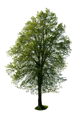 spring tree 033 — Descargar