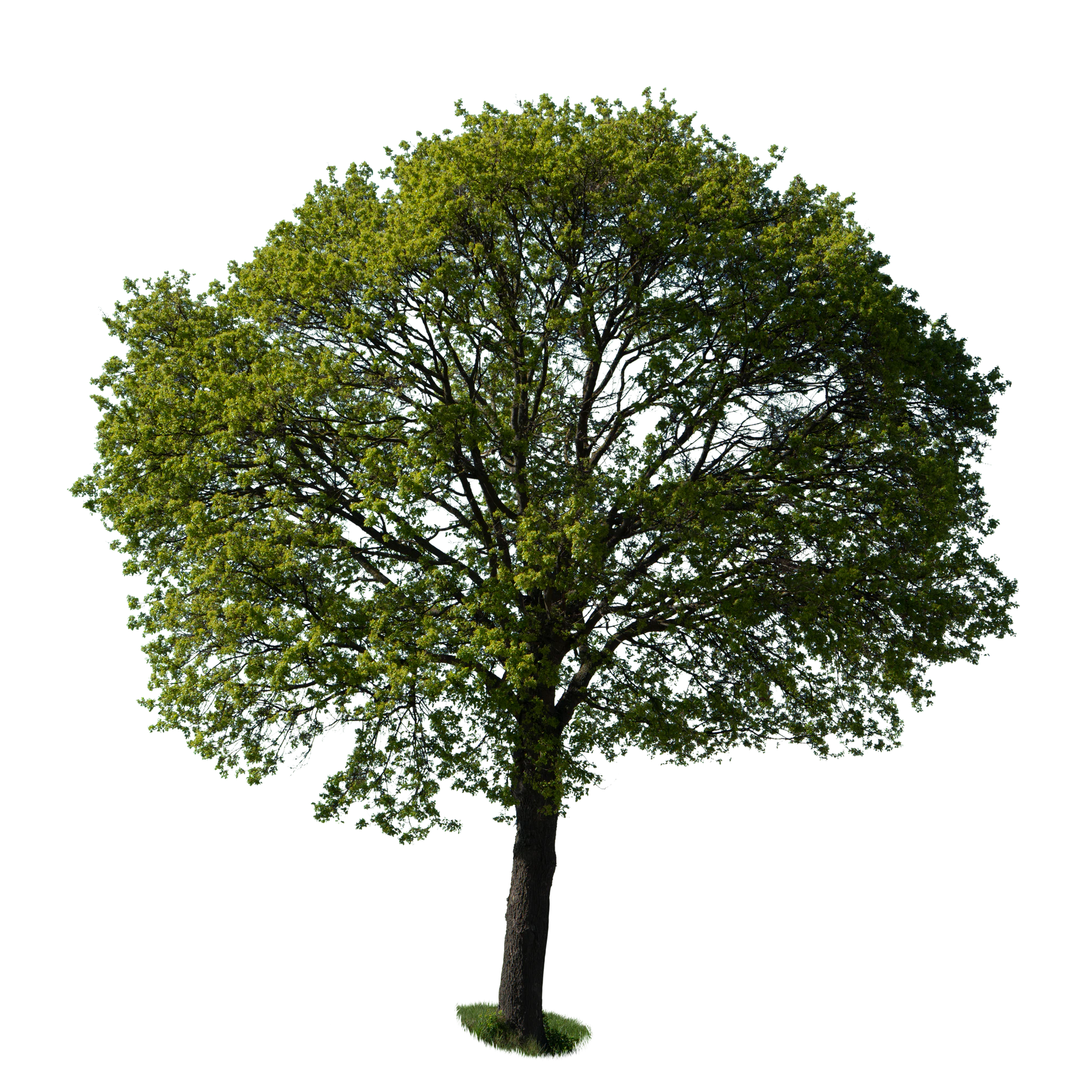 spring tree 034 — Скачать