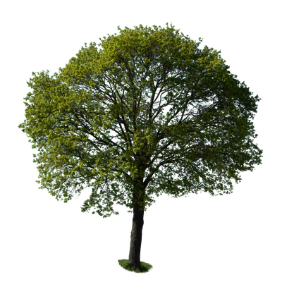 spring tree 034 — Скачать