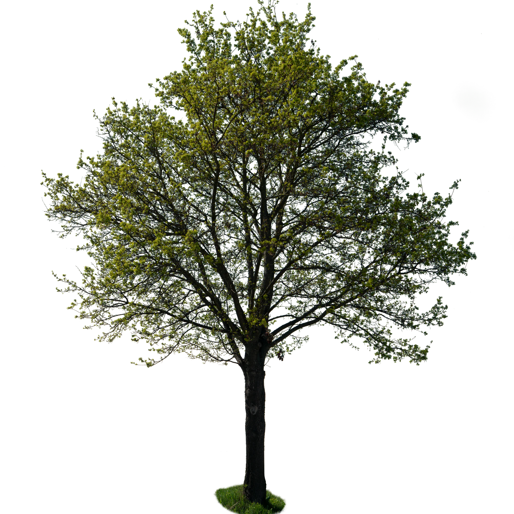 spring tree 035 — Скачать