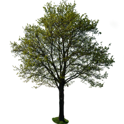 spring tree 035 — Скачать