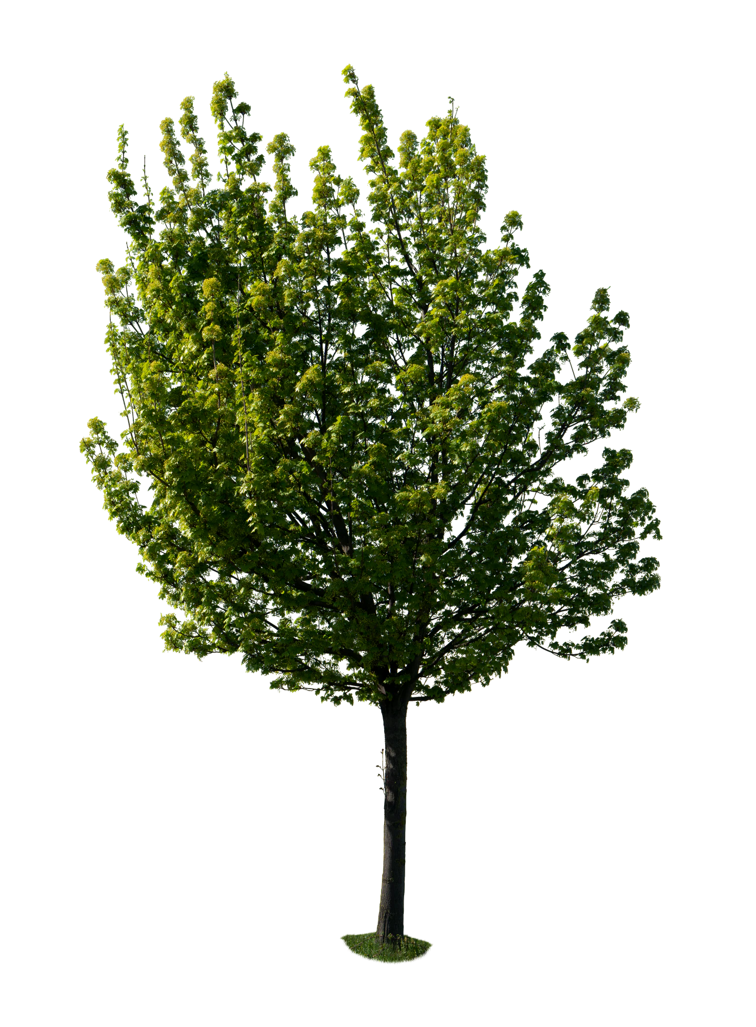 spring tree 036 — Скачать