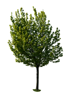 spring tree 036 — Скачать