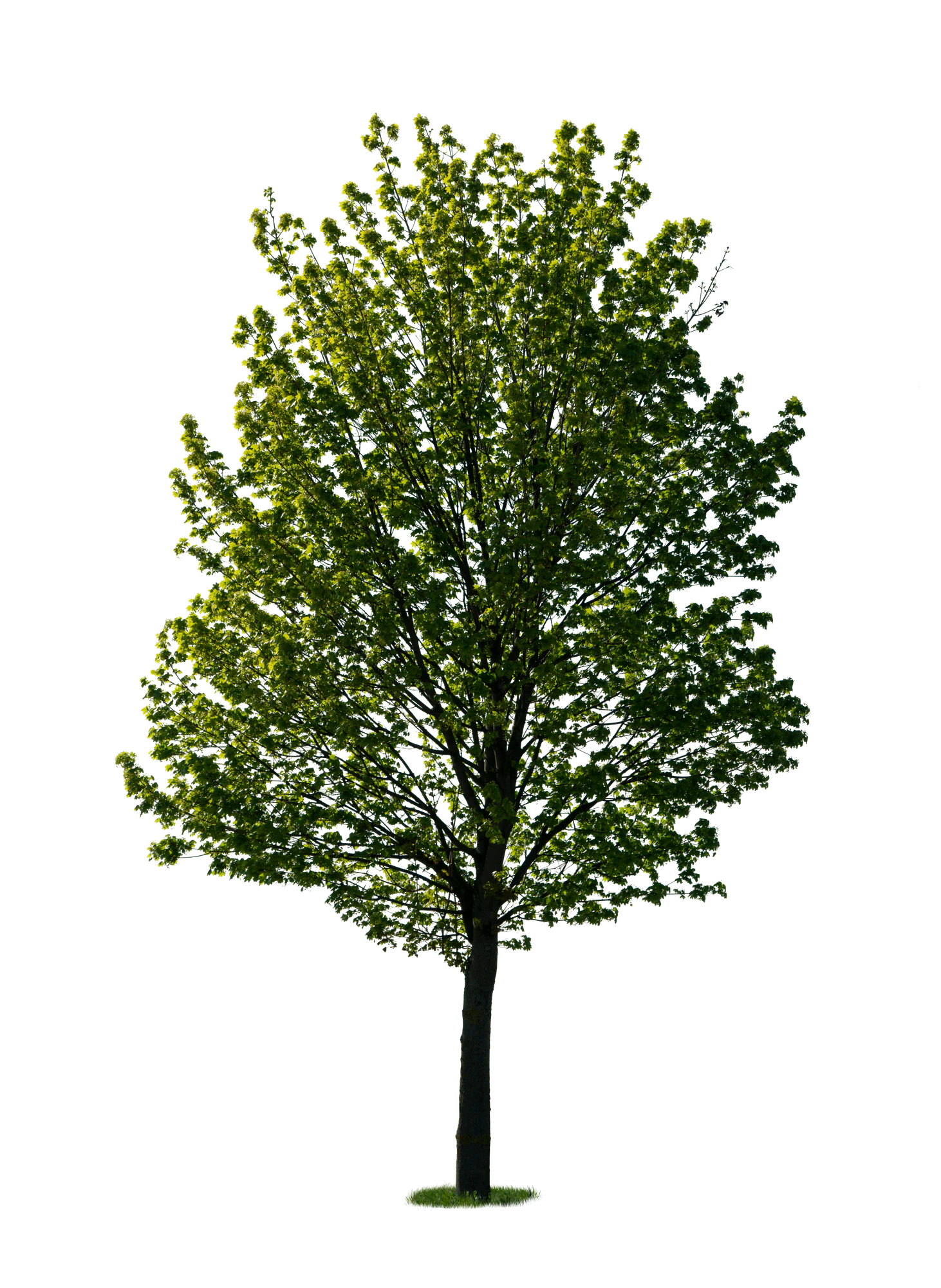 spring tree 037 — Скачать