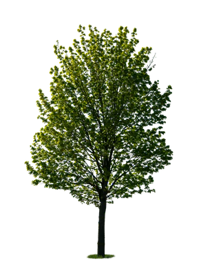 spring tree 037 — Скачать