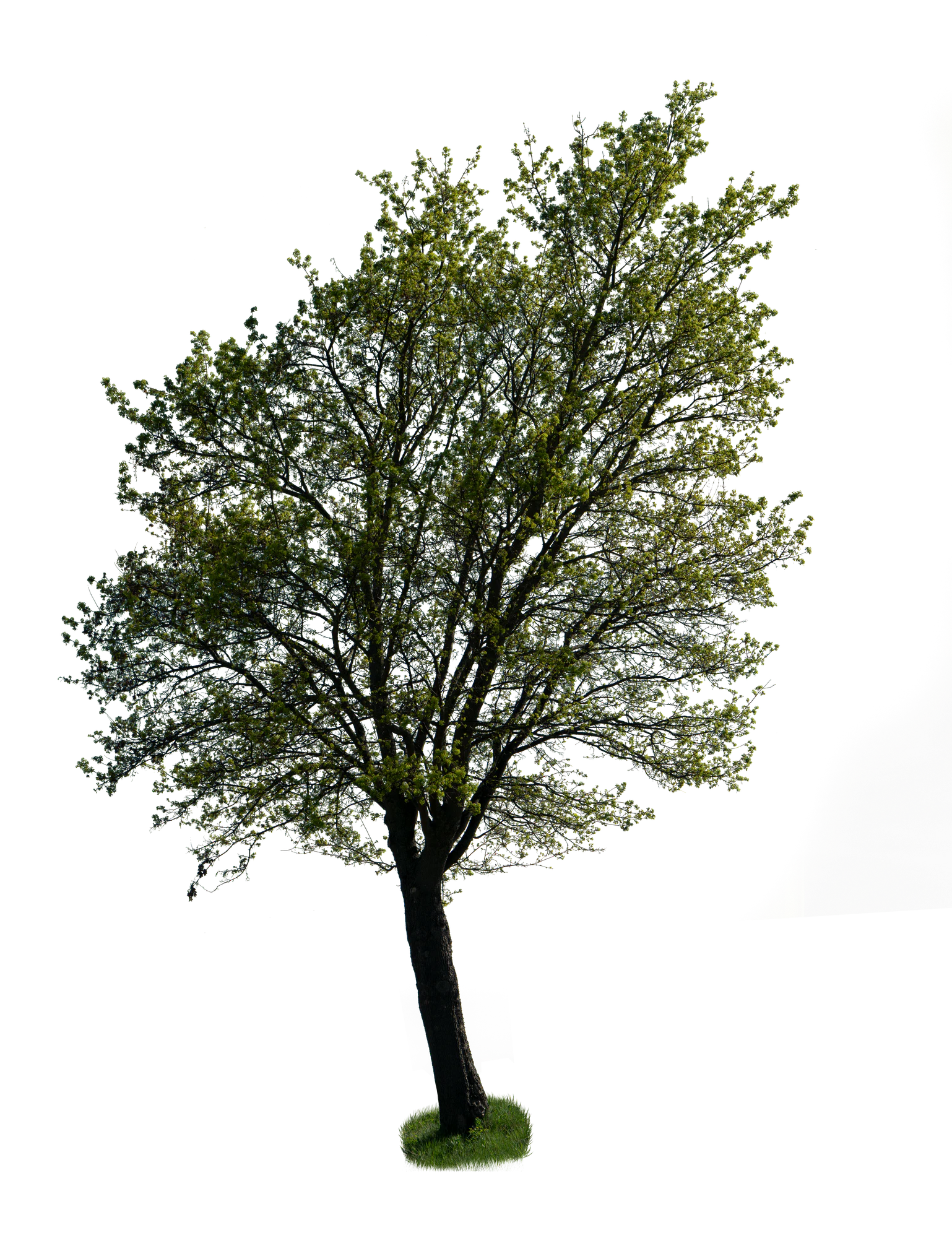 spring tree 038 — Скачать