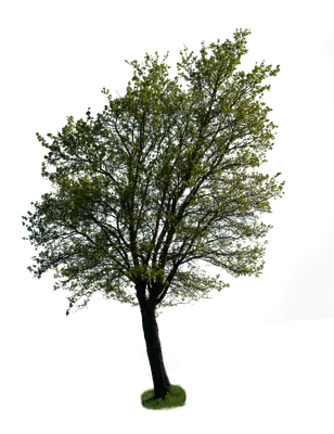 spring tree 038 — Скачать