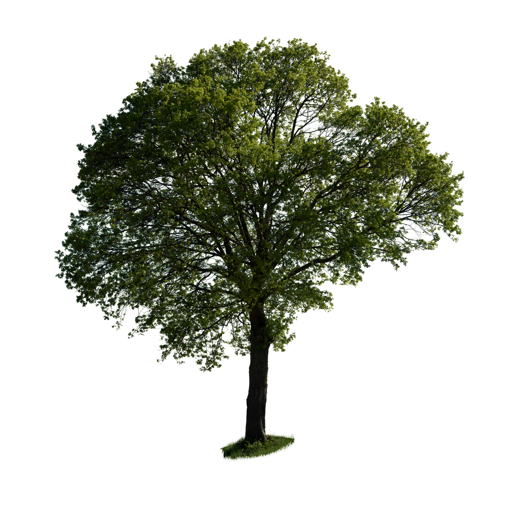 spring tree 039 — Скачать