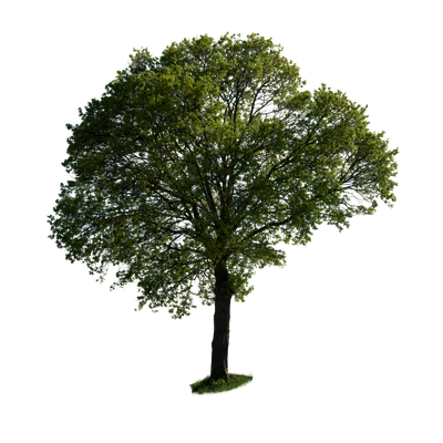 spring tree 039 — Скачать