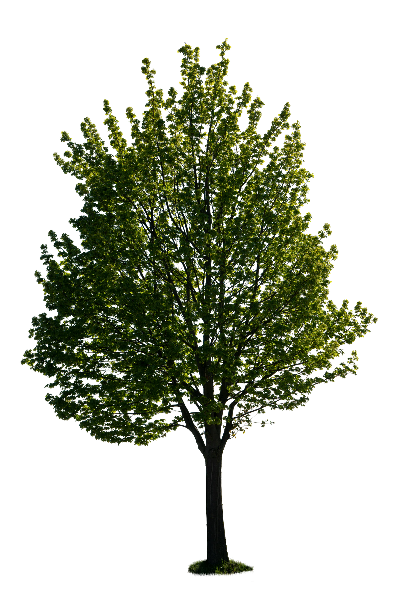 spring tree 040 — Download