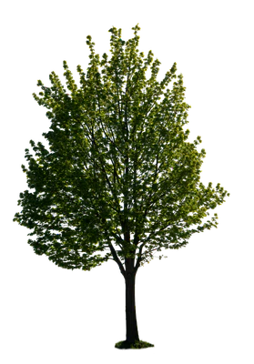 spring tree 040 — Download