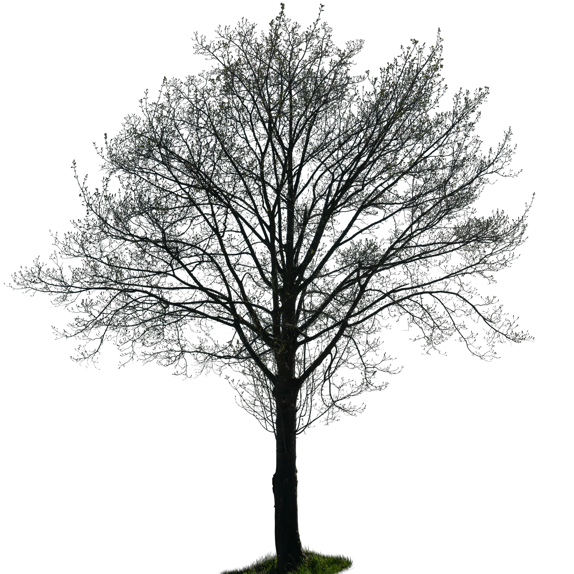 spring tree 041 — Скачать