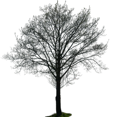 spring tree 041 — Скачать