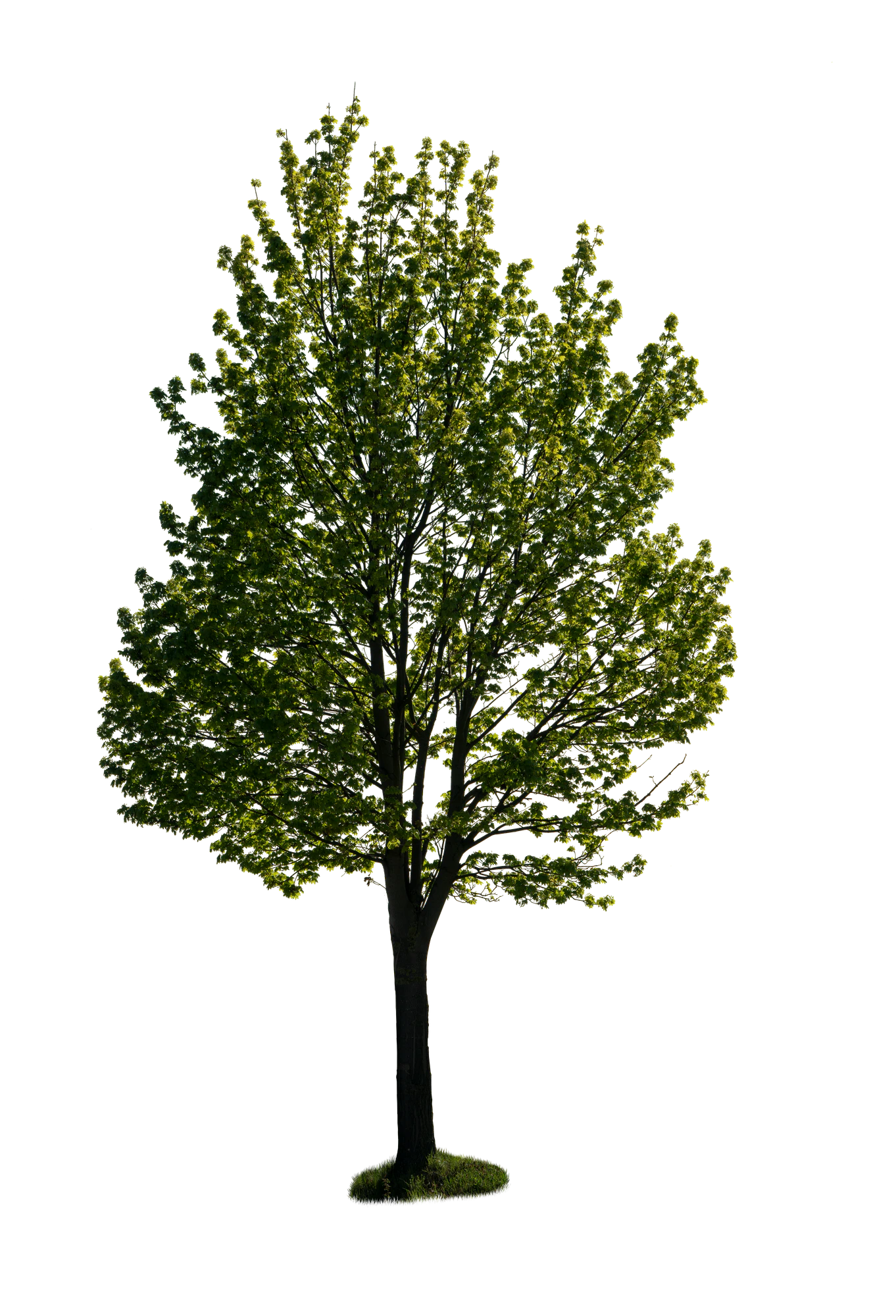 spring tree 042 — Скачать