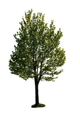 spring tree 042 — download