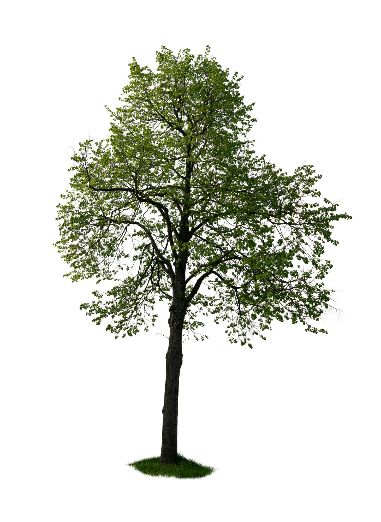 spring tree 043 — Скачать