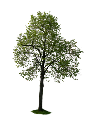 spring tree 043 — Скачать