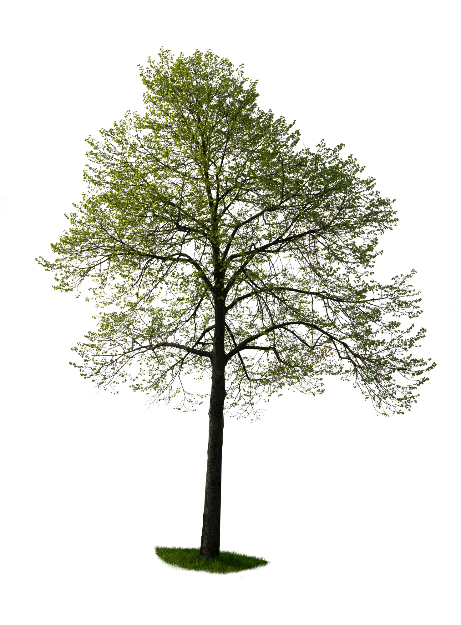 spring tree 044 — Скачать