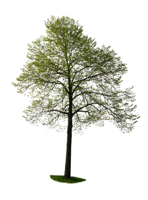 spring tree 044 — Скачать
