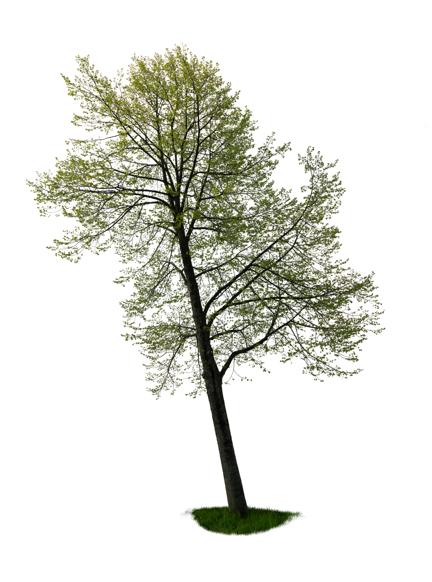 spring tree 045 — Descargar