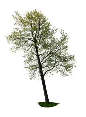 spring tree 045 — Descargar