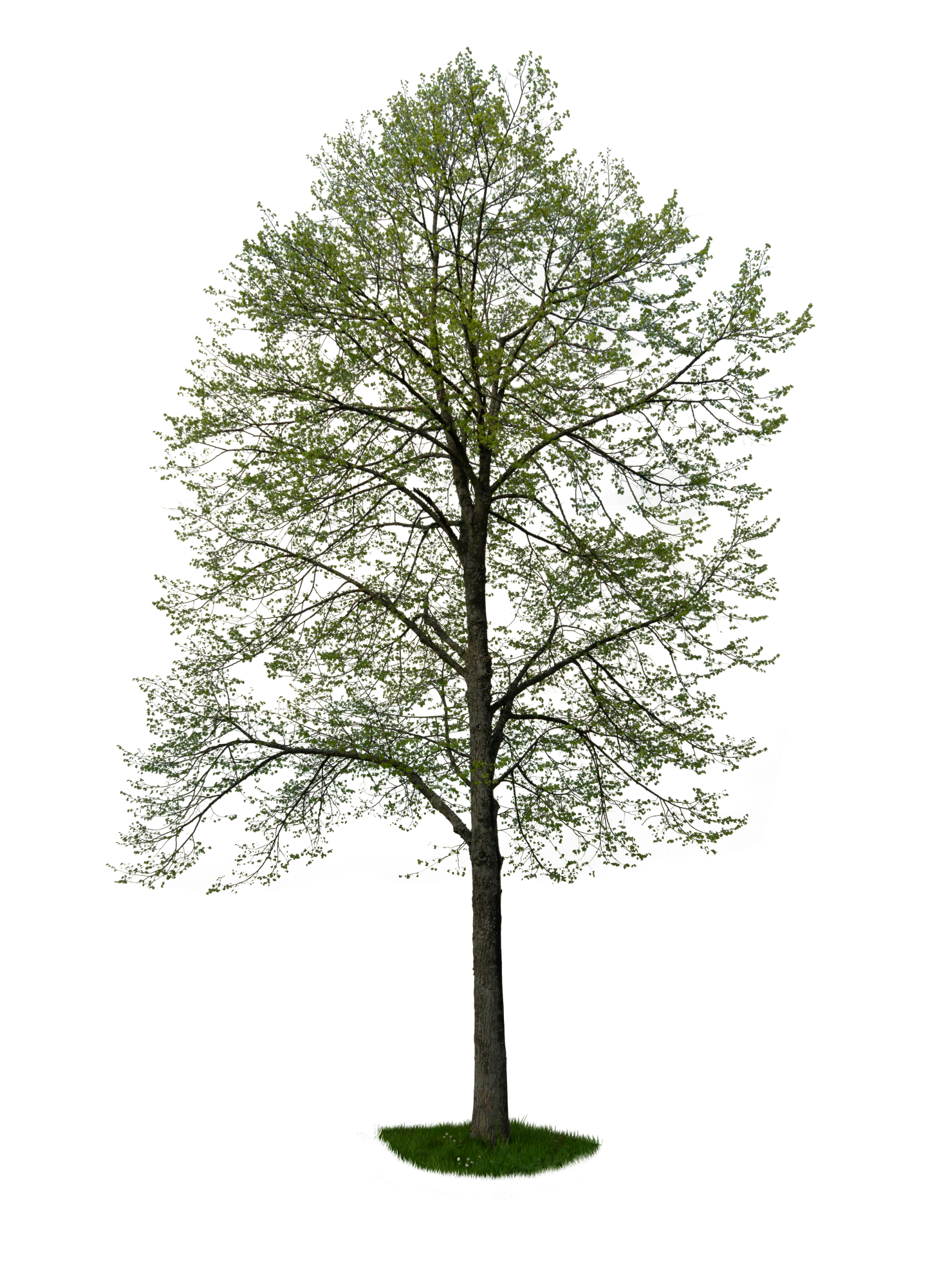 spring tree 046 — Скачать