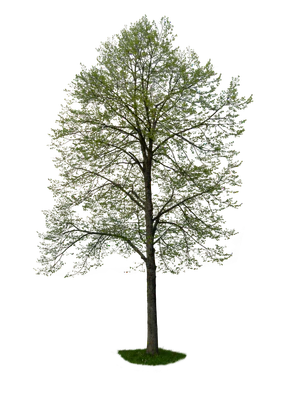 spring tree 046 — Скачать