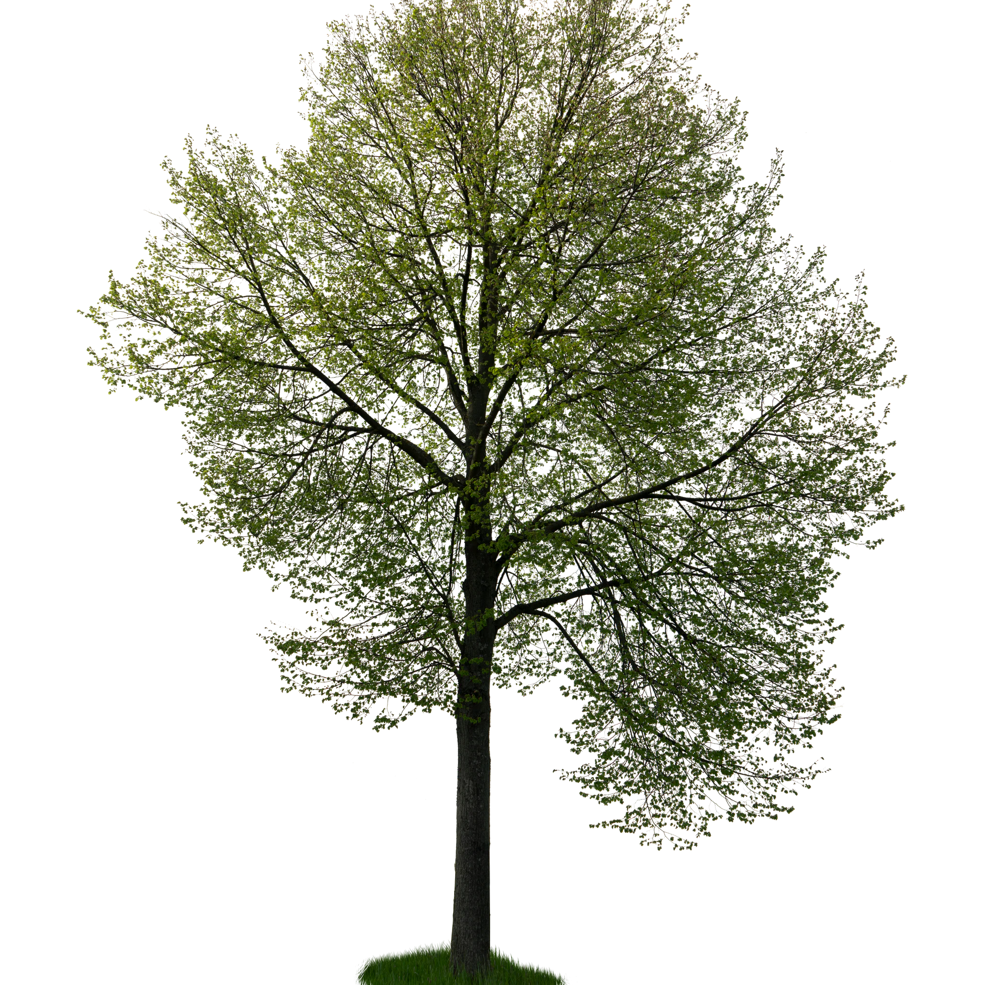 spring tree 047 — Скачать