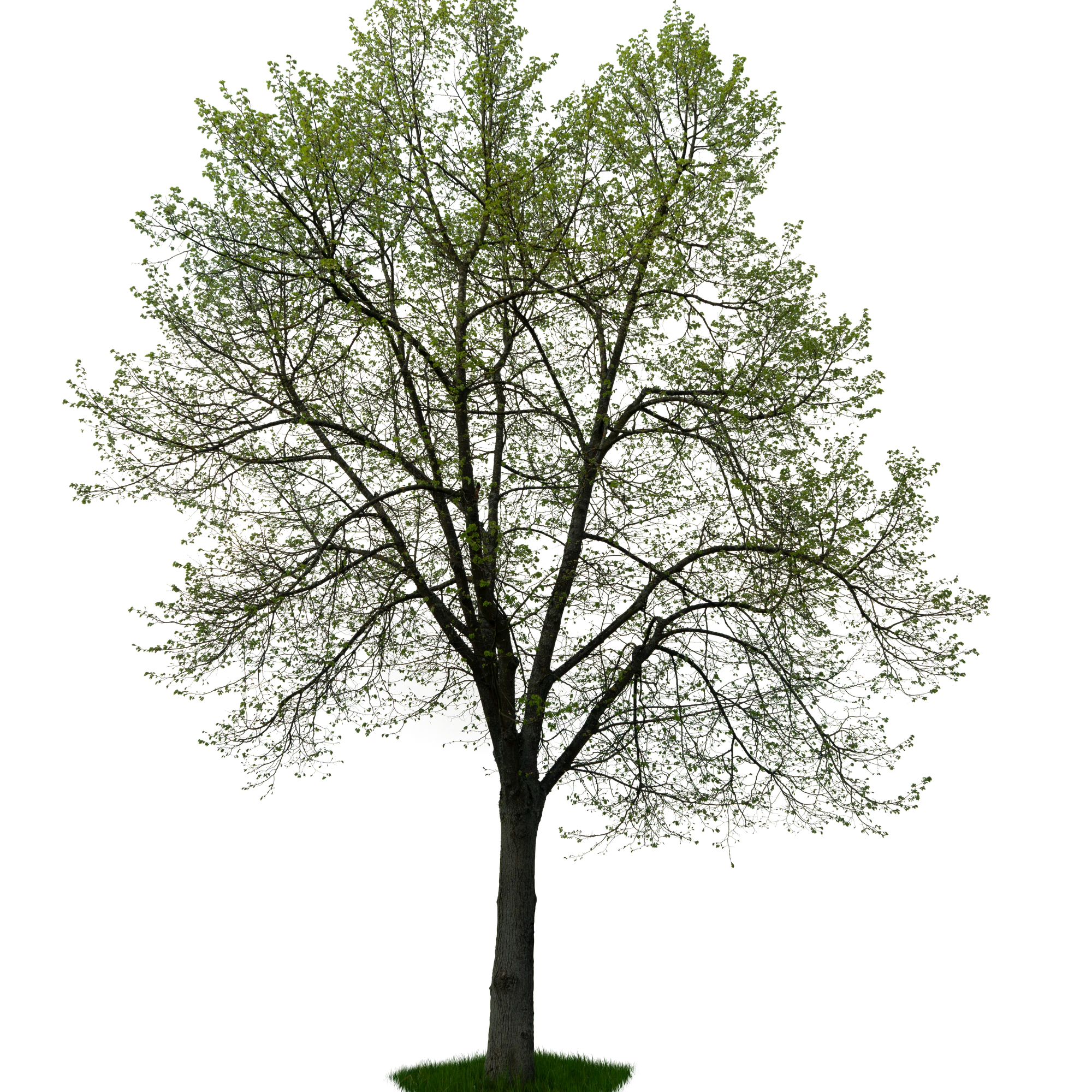 spring tree 048 — Descargar