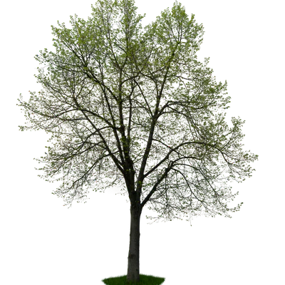 spring tree 048 — Descargar