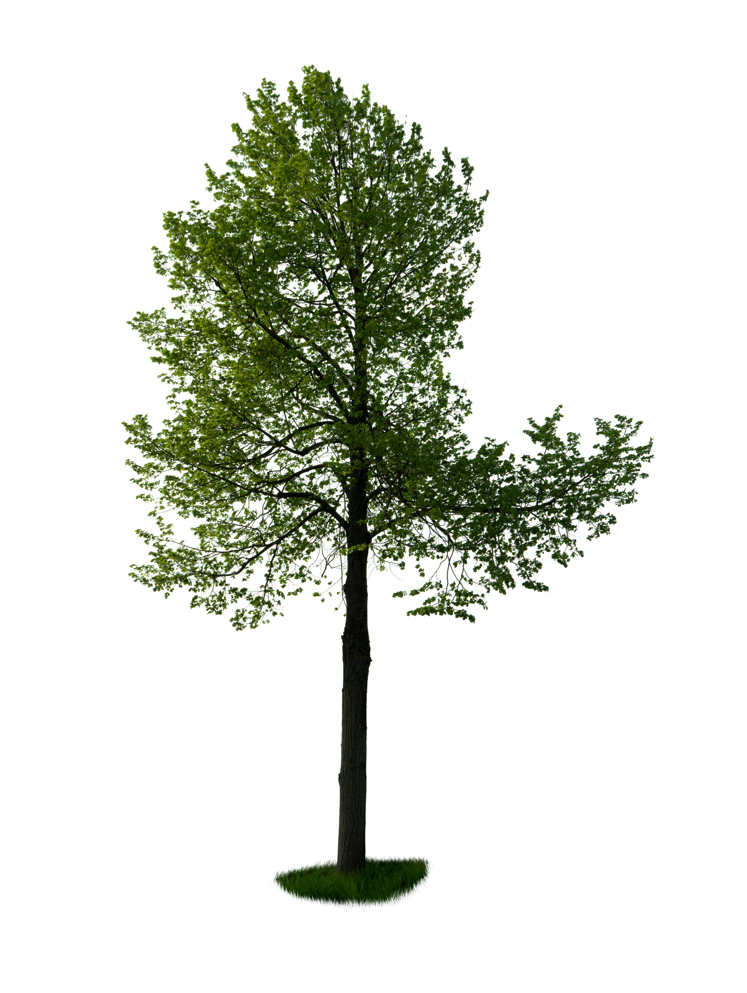 spring tree 049 — Descargar