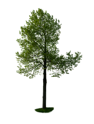 spring tree 049 — Descargar