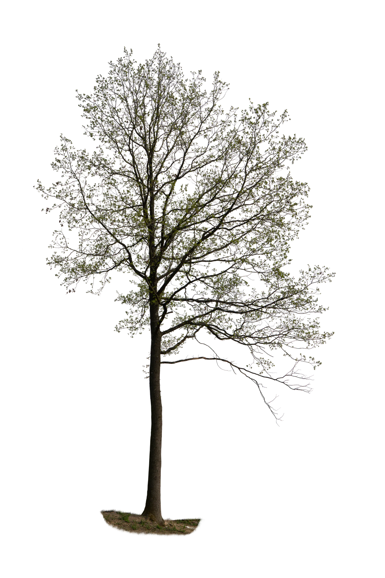 spring tree 050 — Descargar