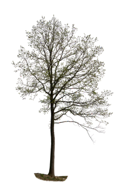 spring tree 050 — Descargar