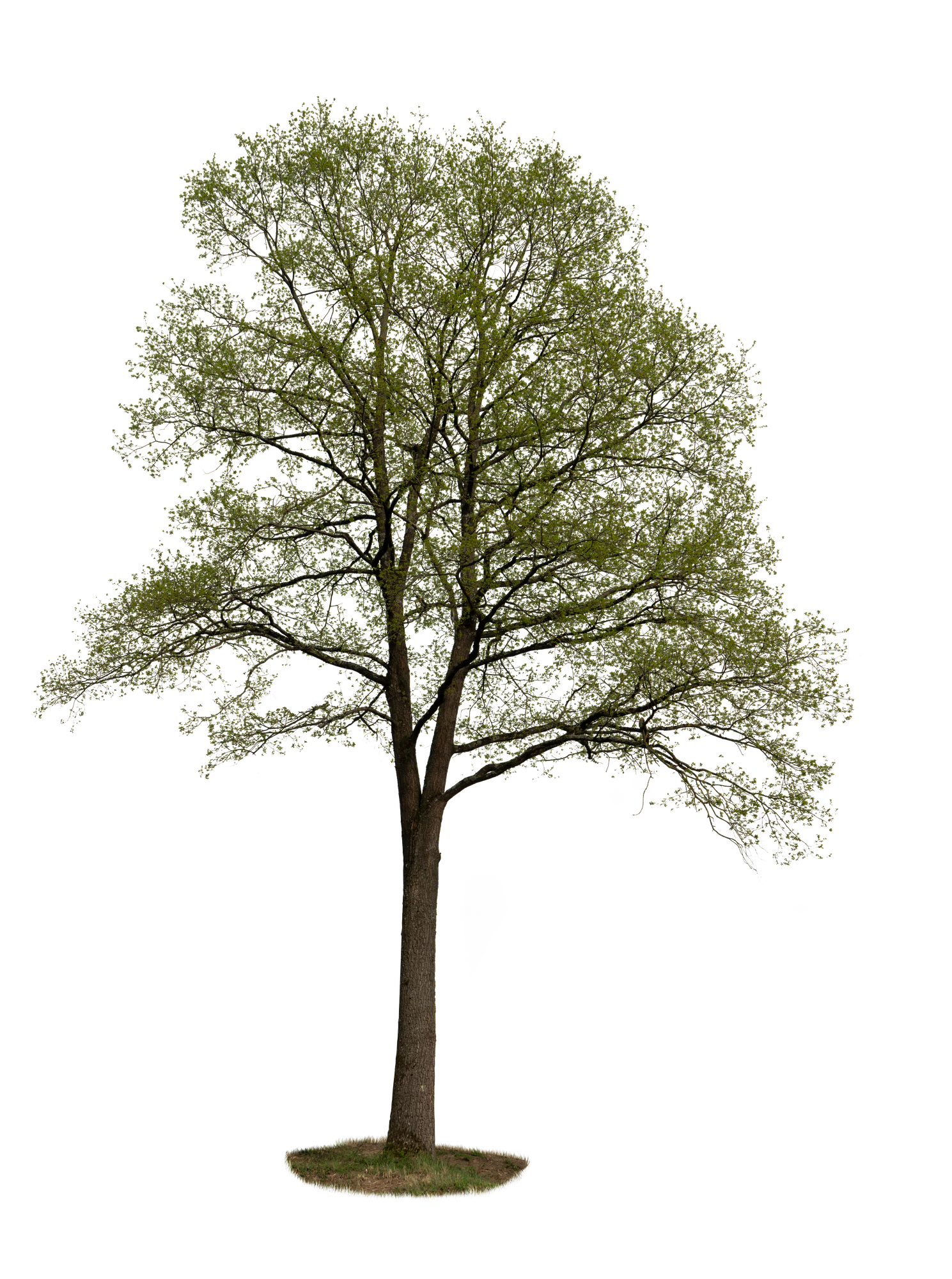 spring tree 051 — Descargar