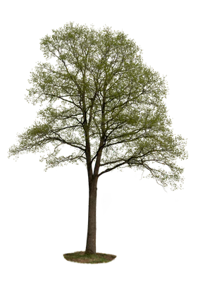 spring tree 051 — Descargar