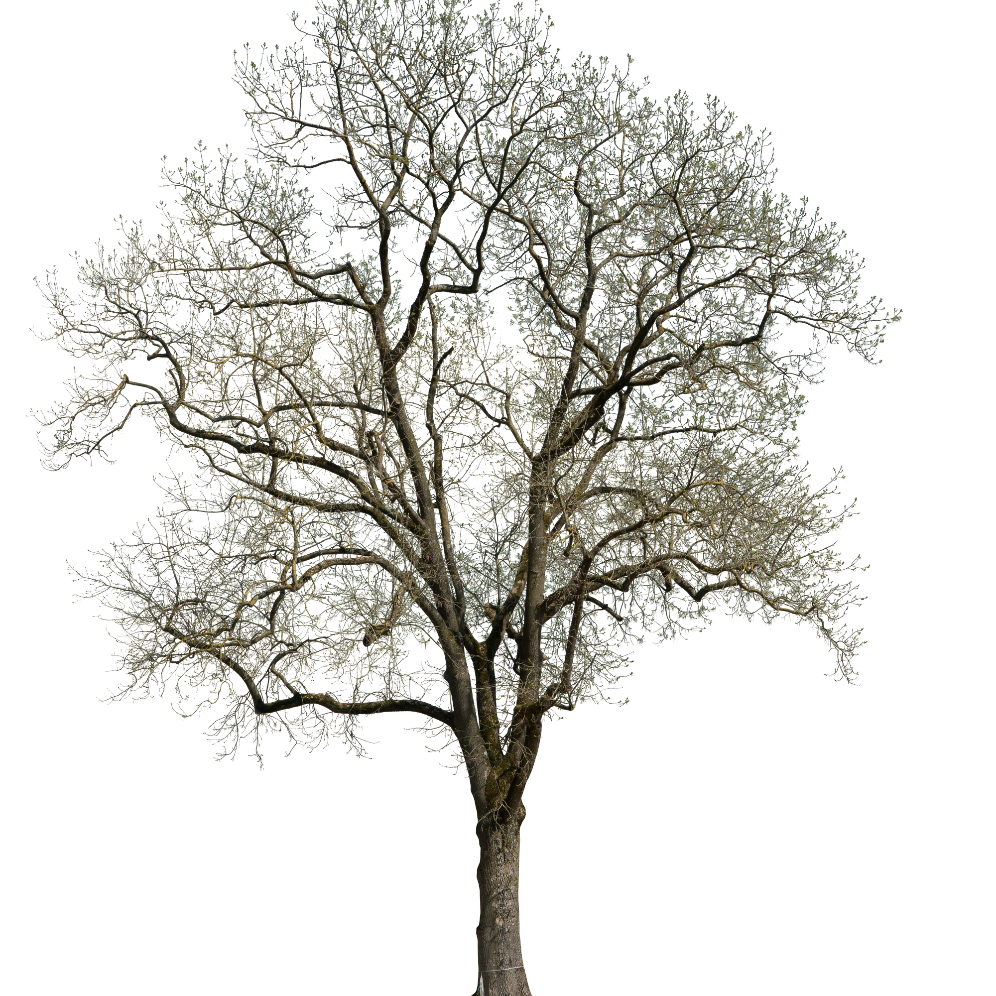 spring tree 052 — Скачать