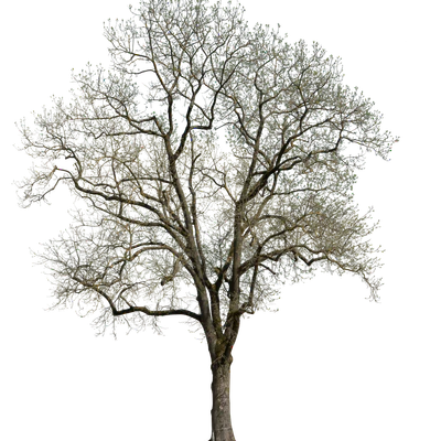 spring tree 052 — download