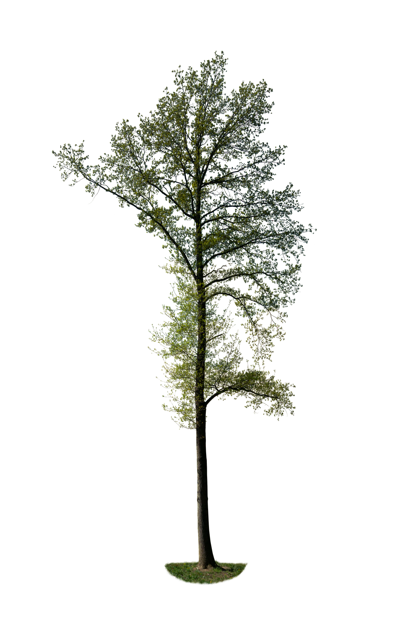 spring tree 053 — Скачать