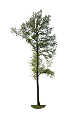 spring tree 053 — download