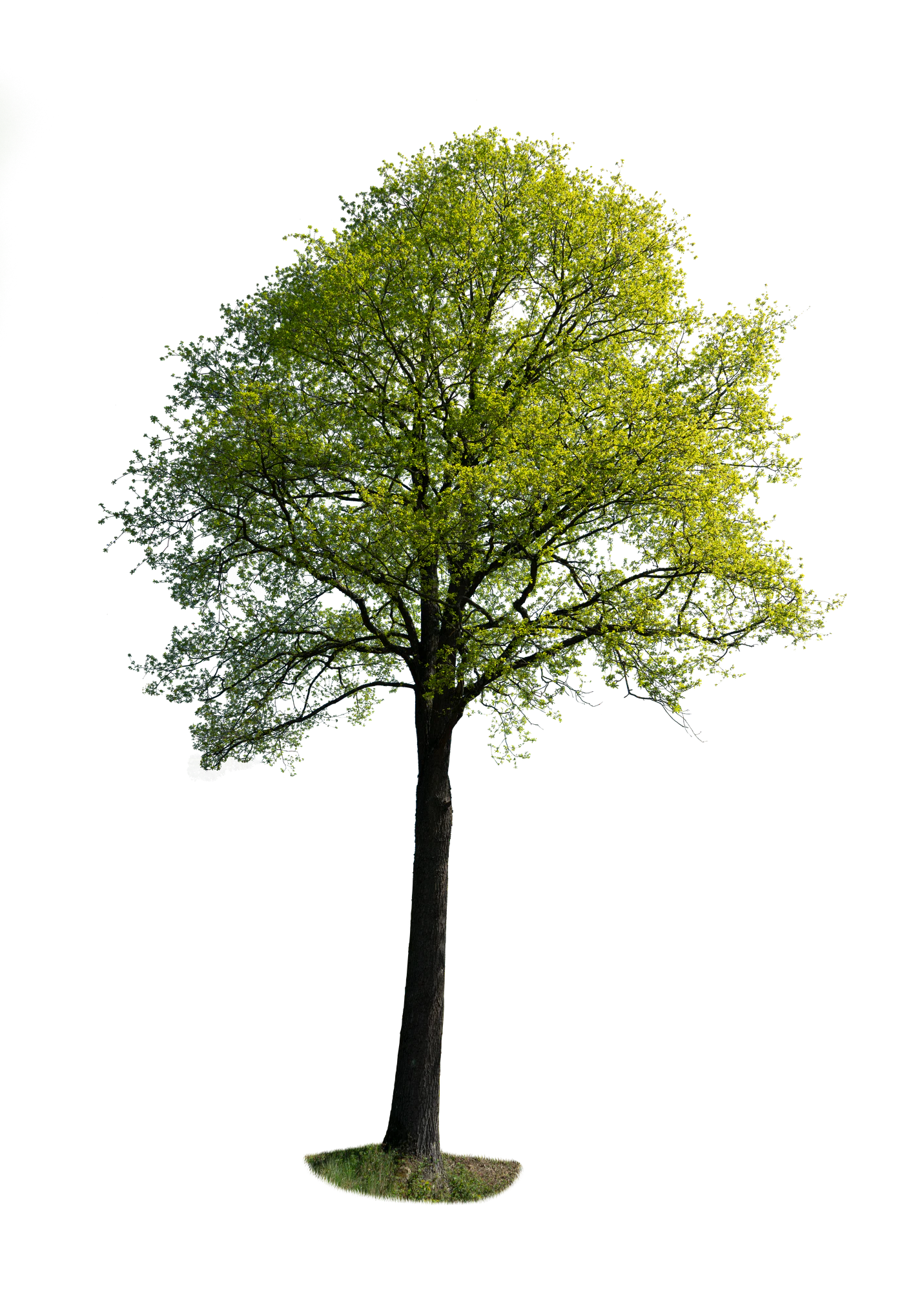 spring tree 054 — Descargar