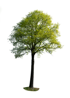 spring tree 054 — Descargar