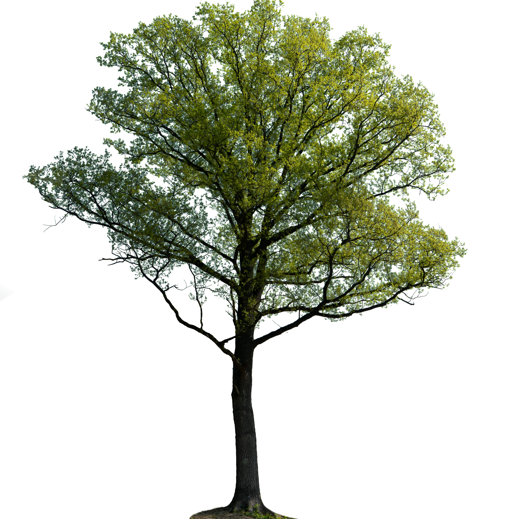 spring tree 055 — Скачать