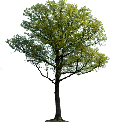 spring tree 055 — Скачать